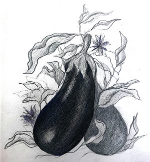 Illistrations: Egg Plant