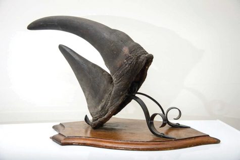 Stolen rhino horn found by police