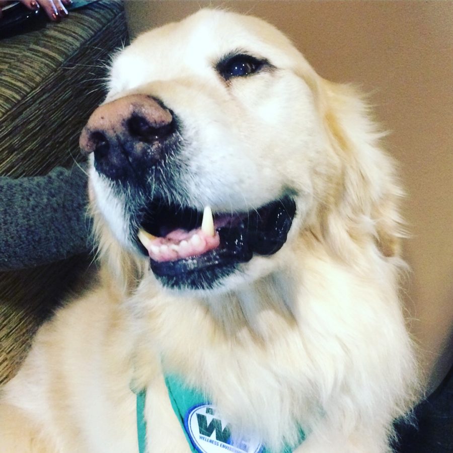 Tucker the therapy dog dies