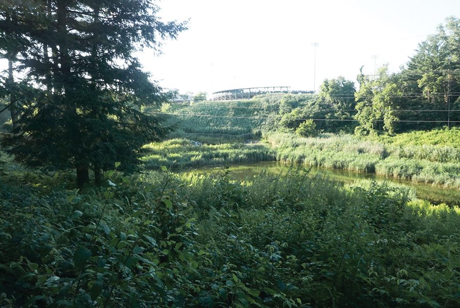 Centennial Woods, located just across from the medical center and behind Centennial Field, has many trails that are perfect for running, walking, and birding.
