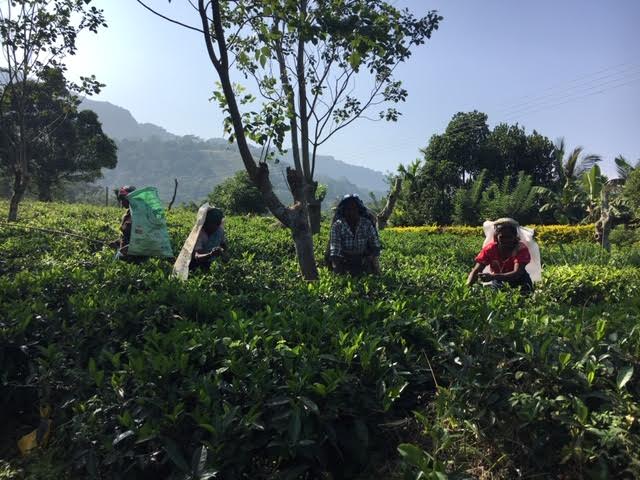 Between fall and spring semester, 12 students enrolled in the course Travel Writing in Sri Lanka. The trip lasted from Dec. 26 to Jan. 12. 