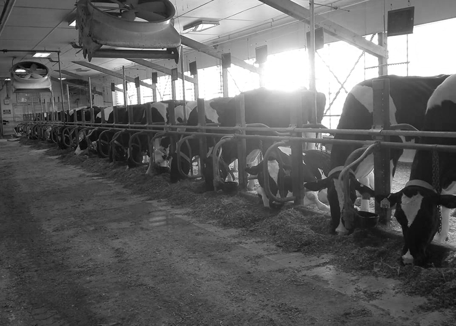 Caring for cows: students experience farm life at UVM’s dairy barn ...