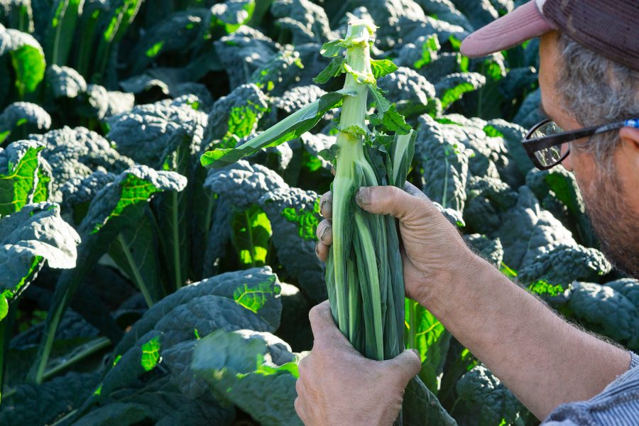 Exploring the local food in UVMs dining halls