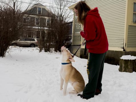 Fostering gives adoptable pets a home