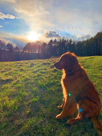 First-year Eliza Mabey submitted this photo from a walk in a meadow with her dog Junior in central Vermont after a long day of doing homework.