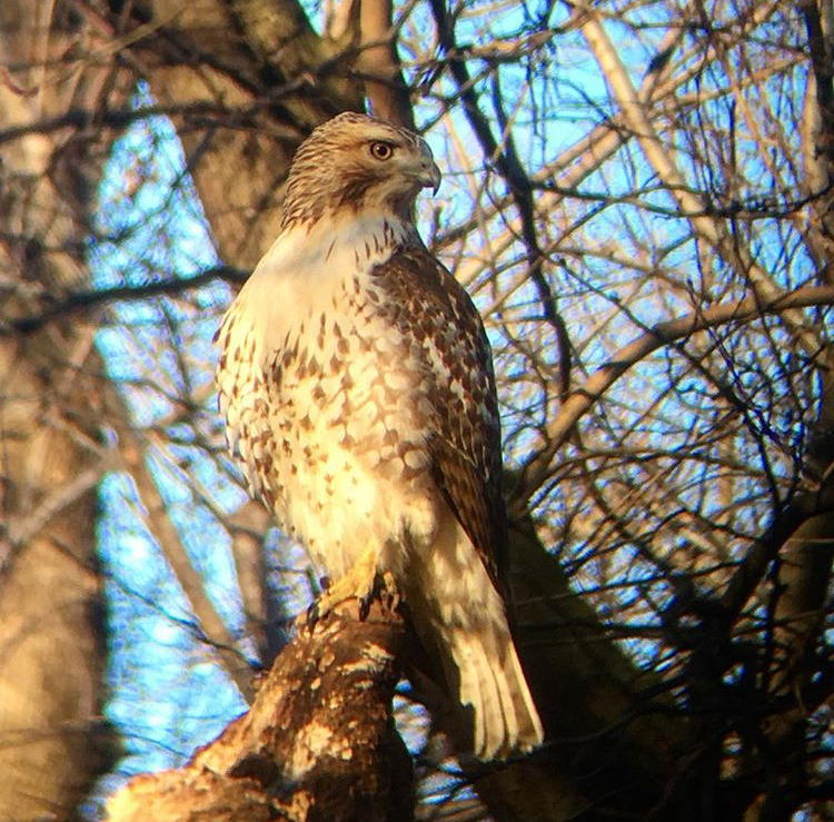 A Hammonds Flycatcher in a tree, New York City. December 18, 2017.