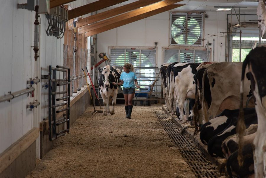 CREAM stands for Cooperate for Real Education in Agricultural Management and allows UVM students to get course credit for working in a dairy barn.