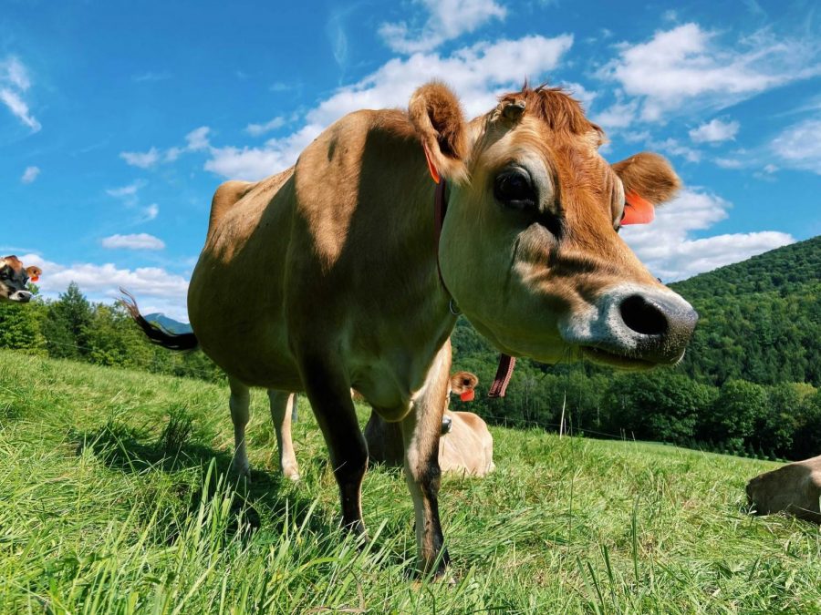 Brush Brook Community Farm's cows graze on local private property Sept. 17.