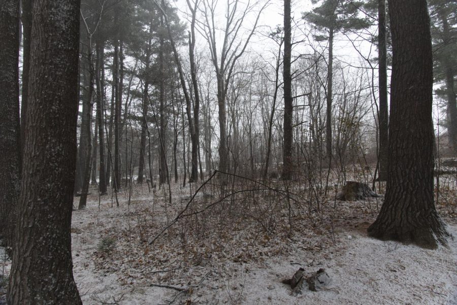 Snow covers the woods on Redstone campus Dec. 4.
