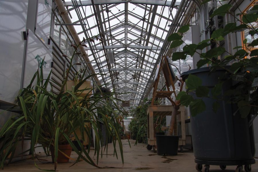 Every time I visit, the UVM greenhouse is quiet, filled only with the sound of the fans and slowly dripping water. I find it is one of the most peaceful places on campus.