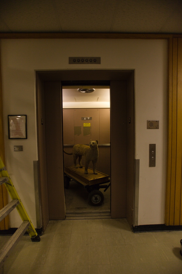 The taxidermy catamount is loaded into an elevator during the moving process from Marsh Life Science to the Davis Center, March 16.