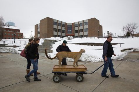 (left to right) Sonia DeYoung, Suzy Zaner and Leigh Sweet transport the catamount to the Davis Center March 16.