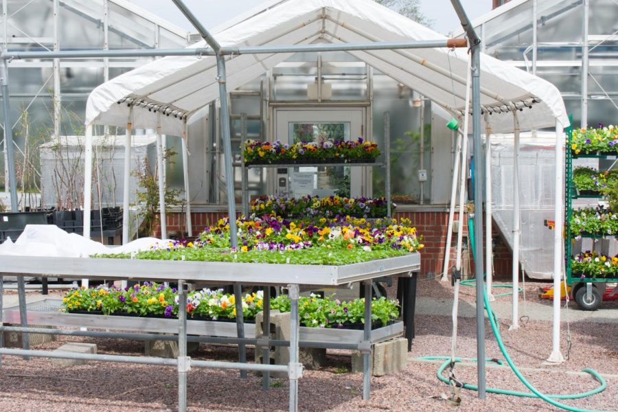 Plants+grown+in+the+UVM+Greenhouse+on+display+April+22.+The+University%E2%80%99s+Comprehensive+Sustainability+Plan+aims+to+reduce+carbon+emissions+and+to+address+climate+change.