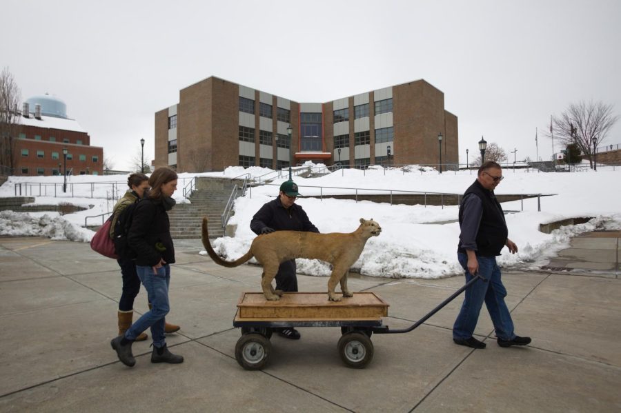 Mac learned photography at the Cynic four years ago and took this photo for an article that he also wrote about the big move of Greta the catamount. 