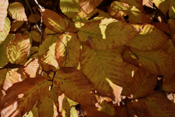 Yellow American Beech leaves lined with brown towards the end of fall.