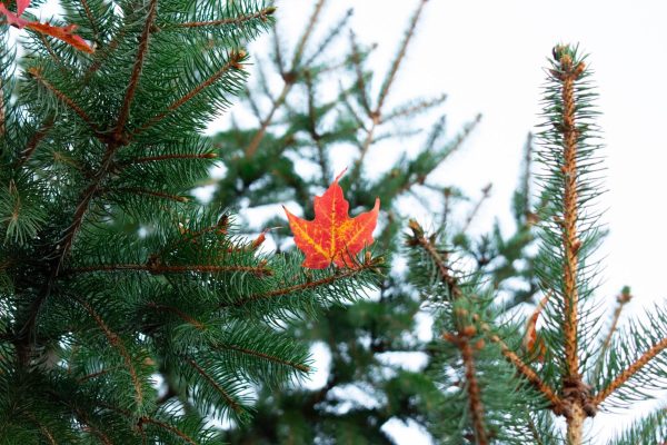 A fallen leaf resting in a spruce tree on Athletic campus Oct. 4
