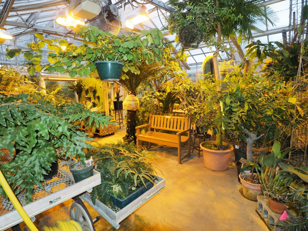 The second room of the public portion of the greenhouse is warm and full of life.