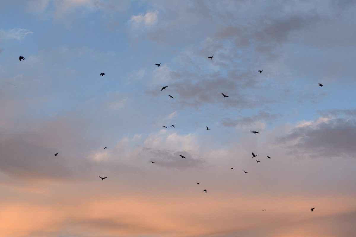 A murder of crows flies over the UVM Rugby Pitch March 27.
