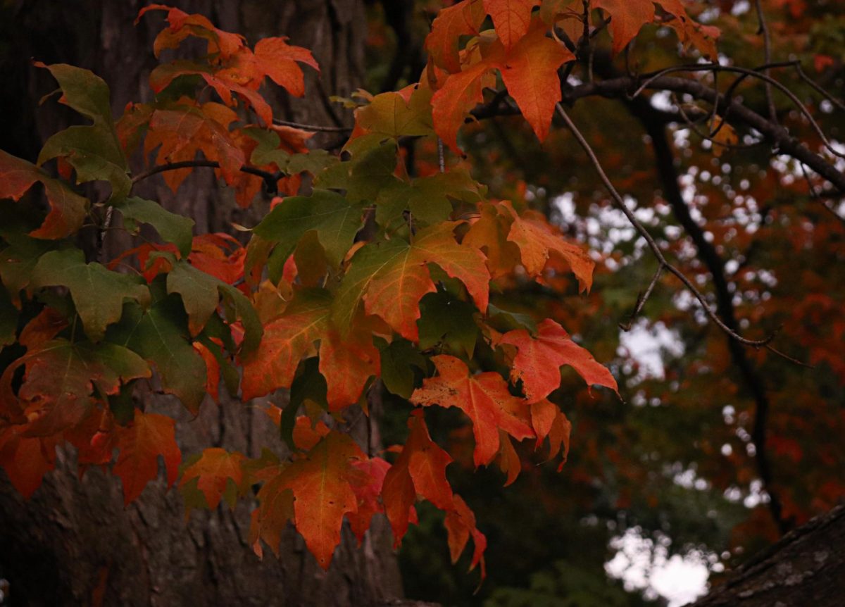 Ends of leaves begin to change.