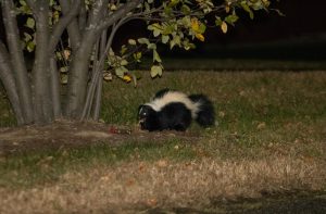 A skunk explores outside of Harris Hall, bright eyed and bushy tailed, Oct. 12. 