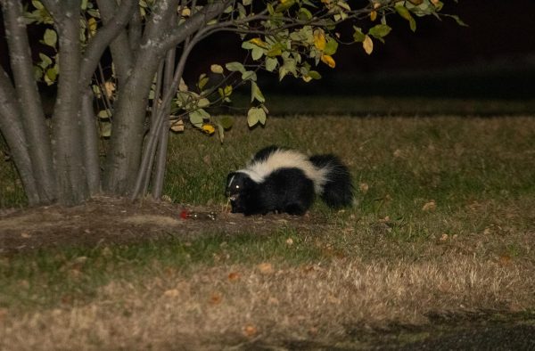 A skunk explores outside of Harris Hall, bright eyed and bushy tailed, Oct. 12. 