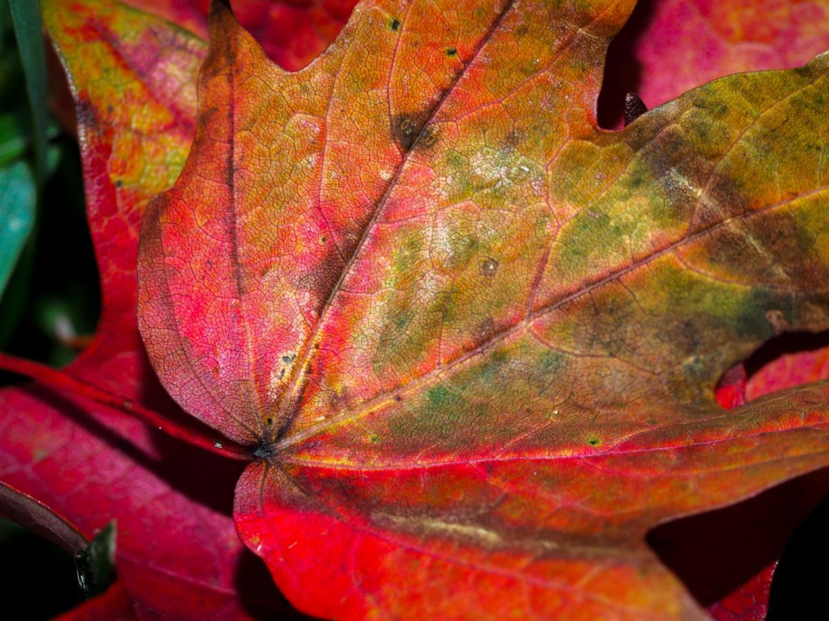 A leaf shows intricate greens and reds. 
