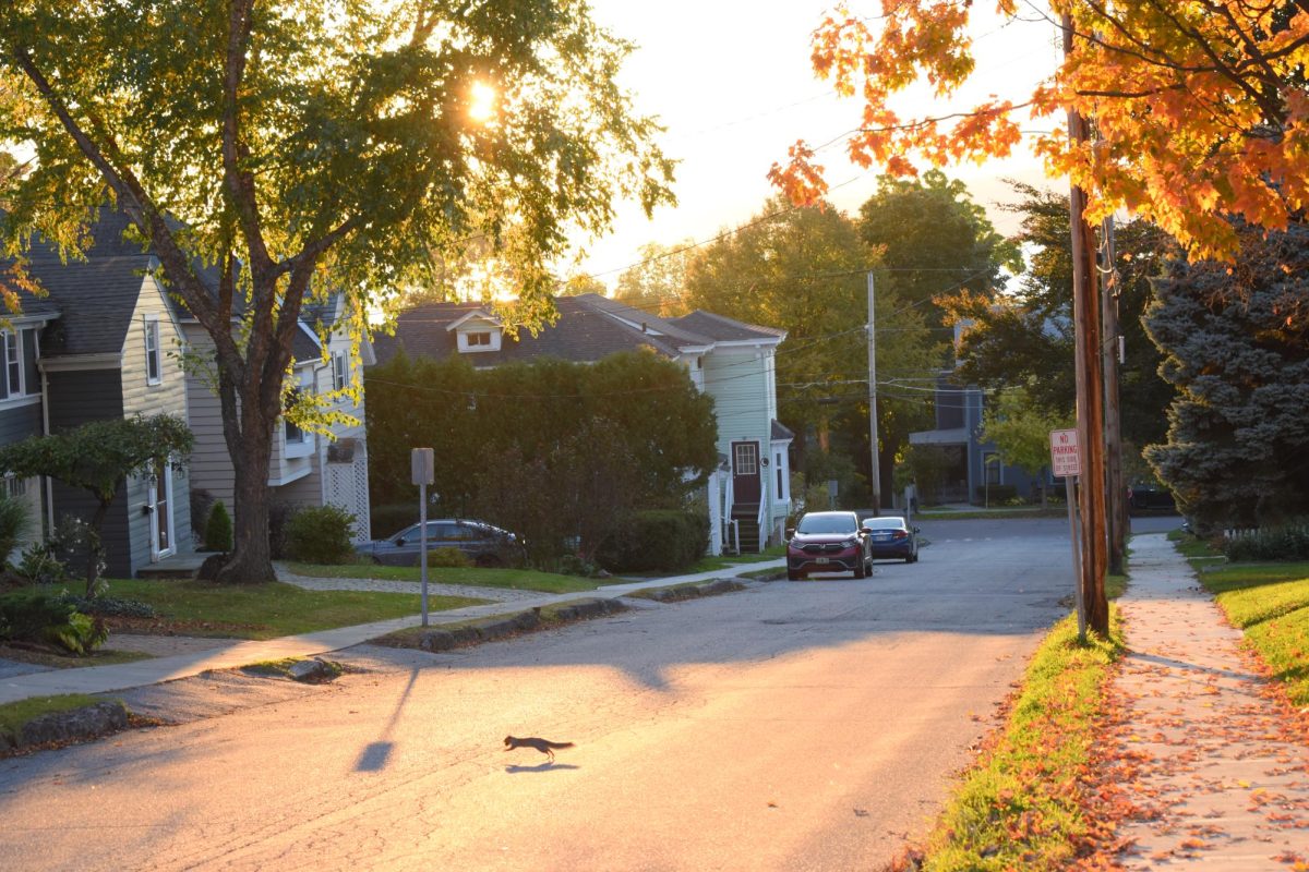 A squirrel runs across the dusky road with her feast for the night.
