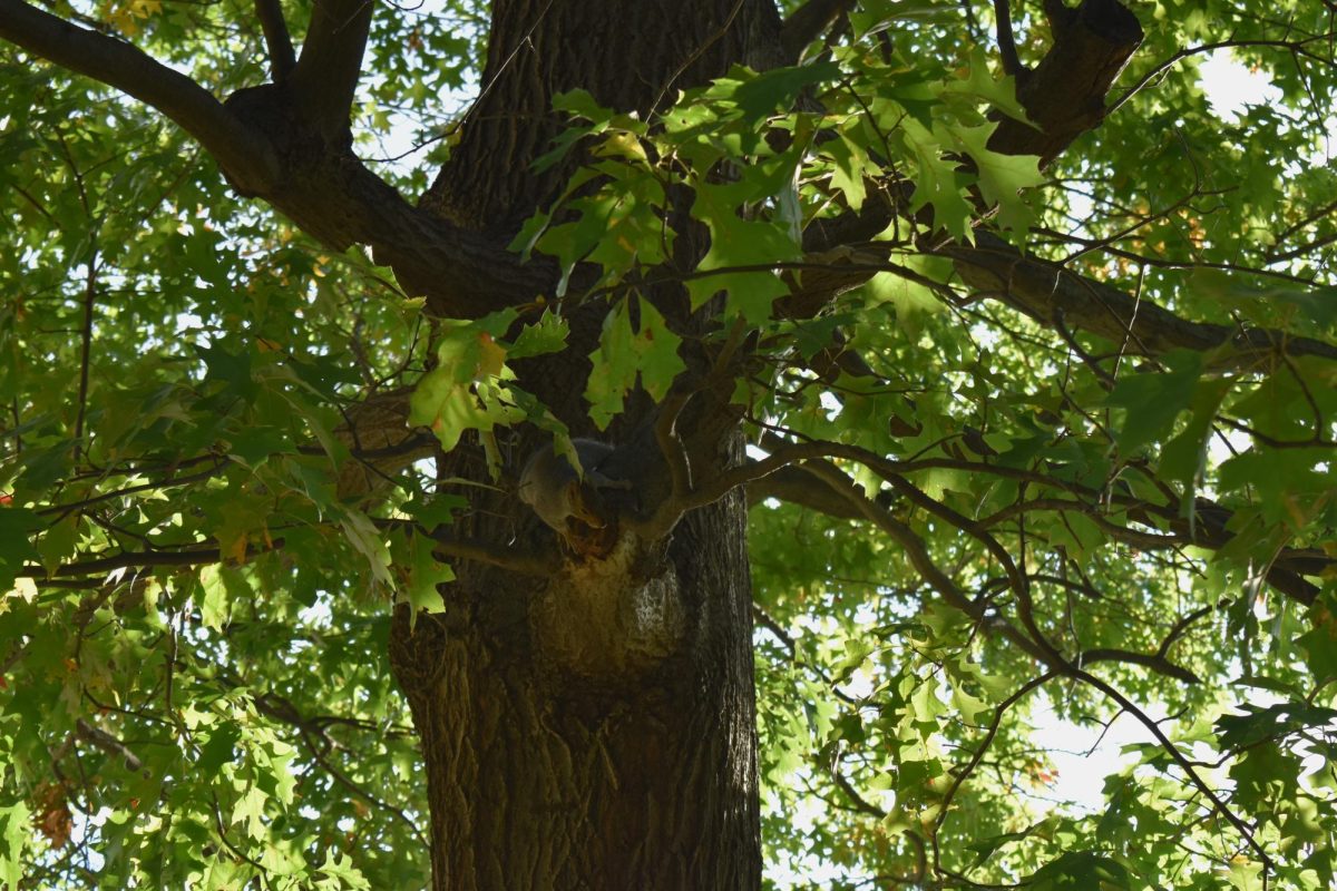 Very domestic squirrel down by Billings Library Oct. 21.