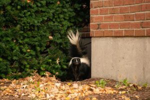 Skunk poses from behind a corner near Living/Learning Oct. 21.