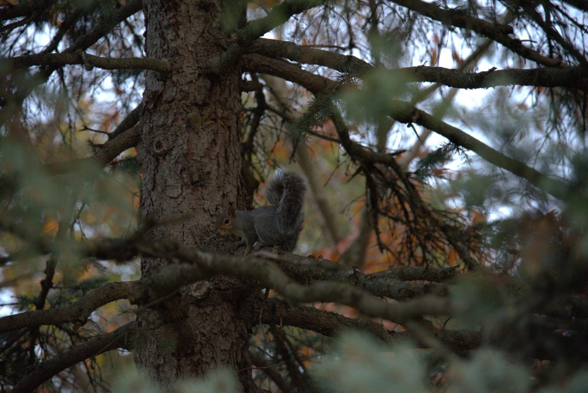 Squirrel hides in the branches of a tree on the University Green Oct. 30.