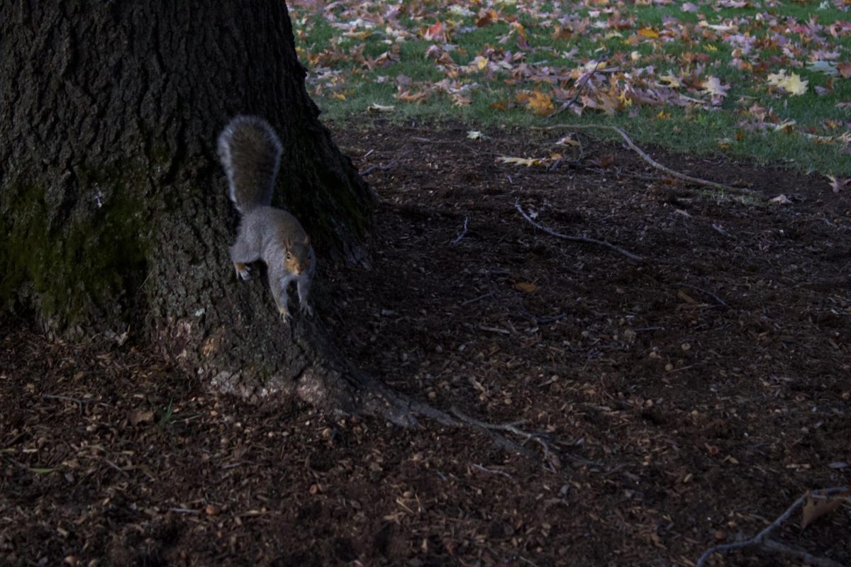 Squirrel takes a gander on the University Green Oct. 30.