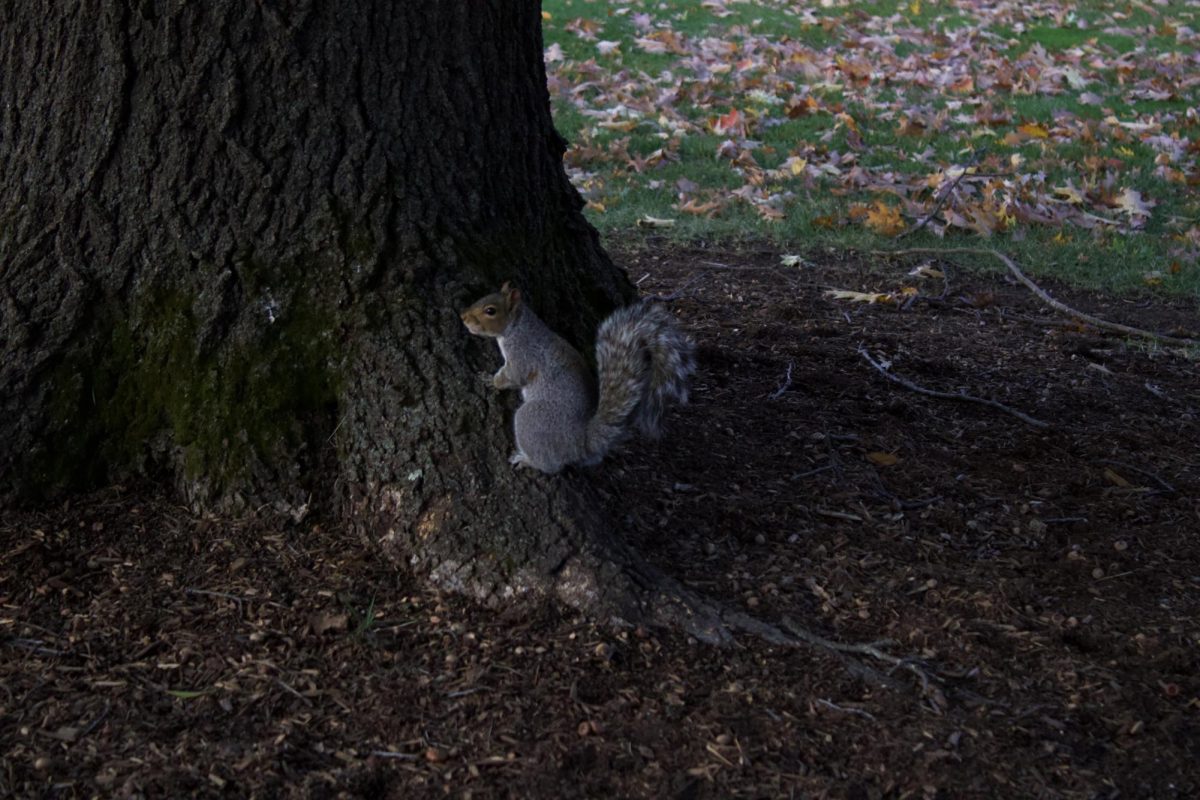 Squirrel starts to climb a tree on the University Green Oct. 30.