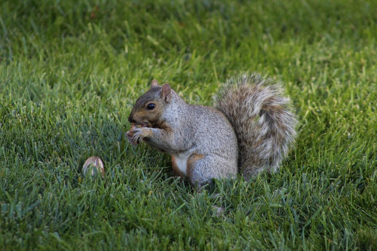 Squirrel opens an acorn by Williams Hall Oct 10. 