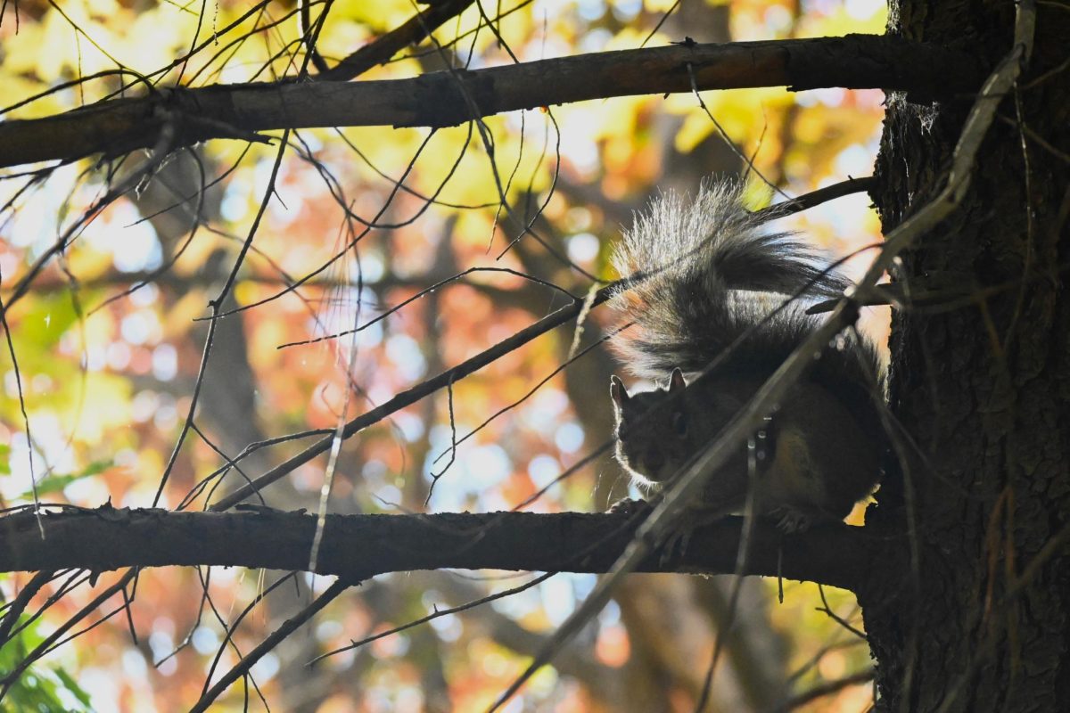 Squirrel basks in the sun at the entrance to Centennial Woods on Trinity campus Nov. 2.