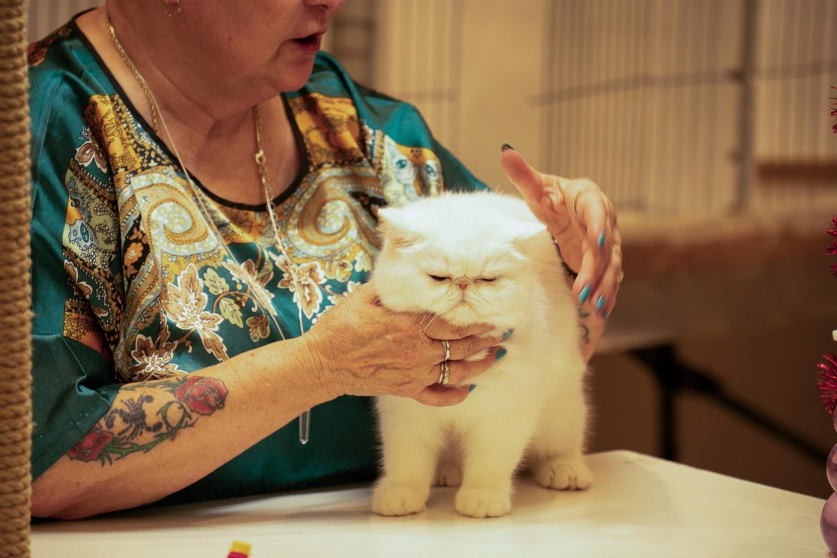 A fluffy cat is tired during presenting Jan. 18.