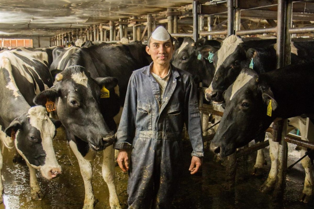 There are approximately 1,200-1,500 migrant workers who help sustain Vermont's dairy farms.