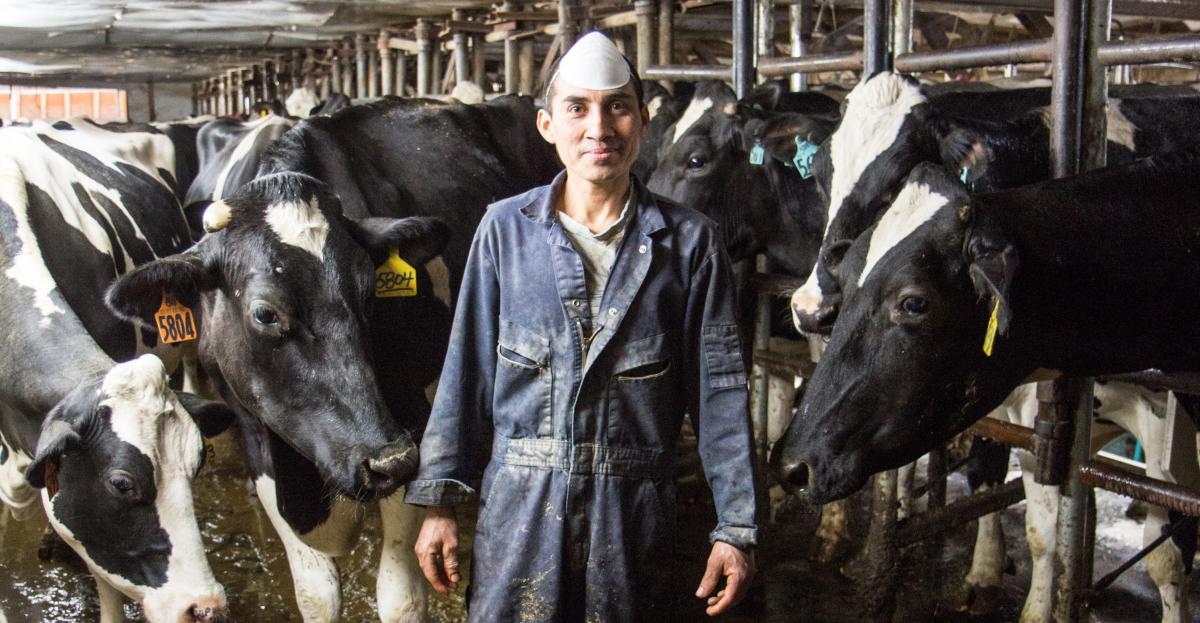 There are approximately 1,200 -1,500 migrant workers who help sustain Vermont's dairy farms.